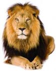 Lion of den