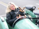 Biker pup