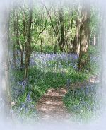 Bluebell Walk Poster 2022crop